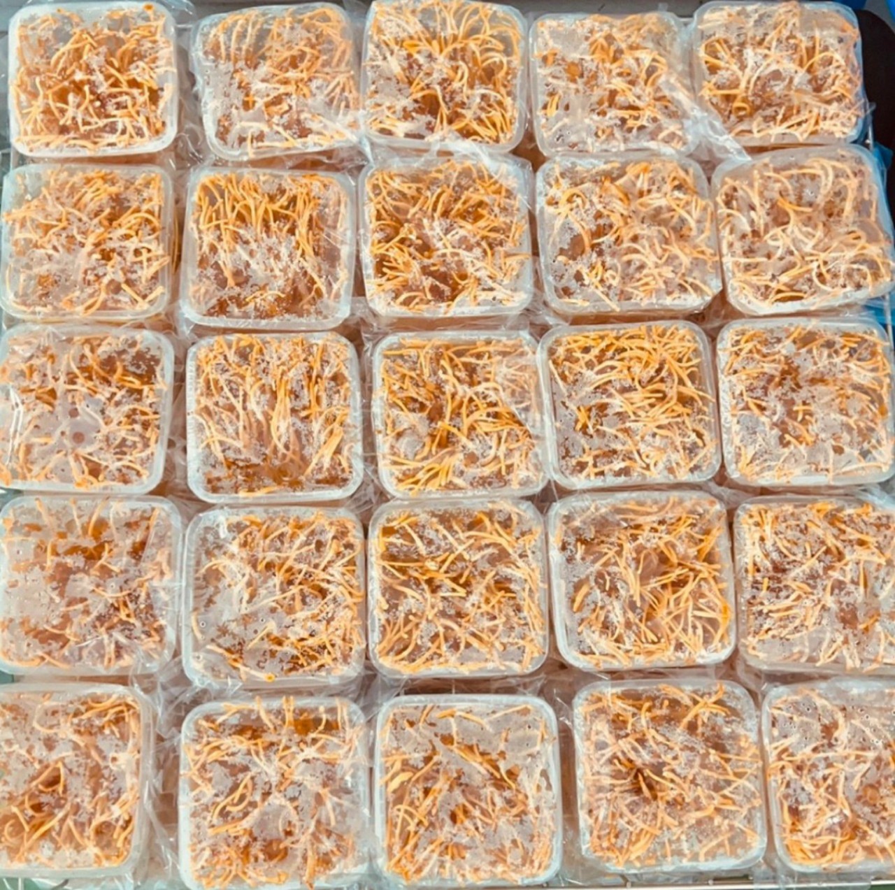 Đông Trùng Hạ Thảo (loại sấy và để tươi) 