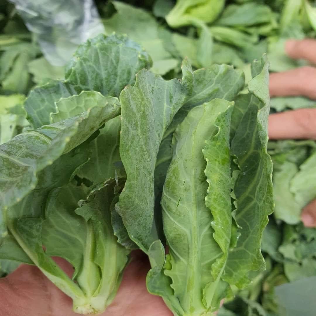 Mầm Bắp Cải