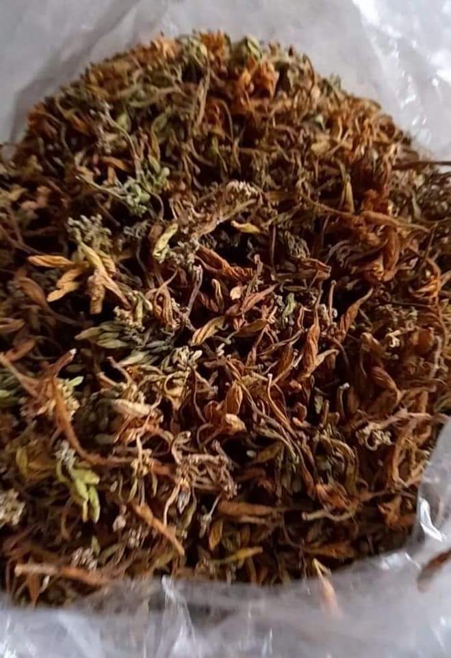 Hoa Đu Đủ Đực 2