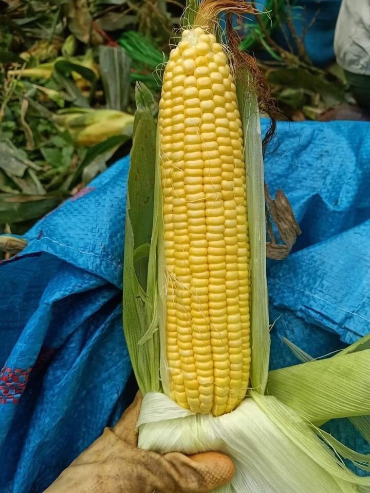 Bắp Mỹ - Bắp Nếp 2