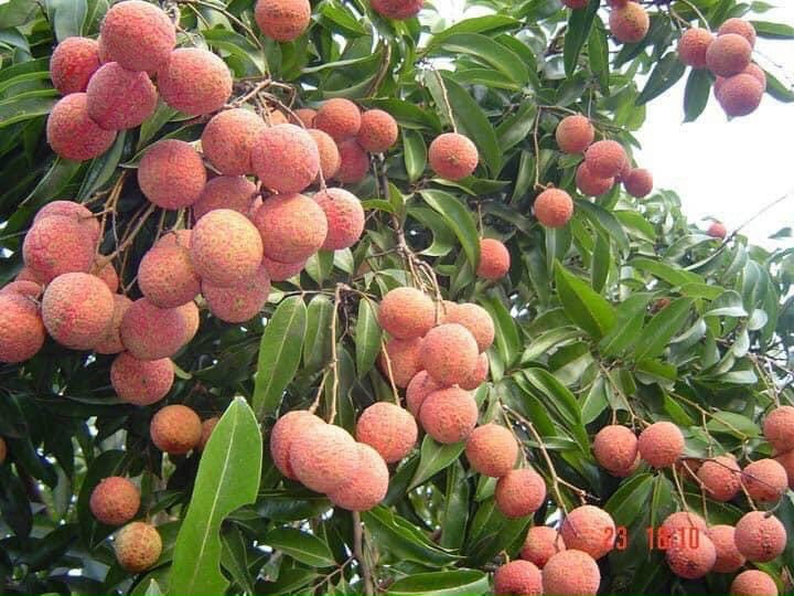Vải U Hồng Daklak