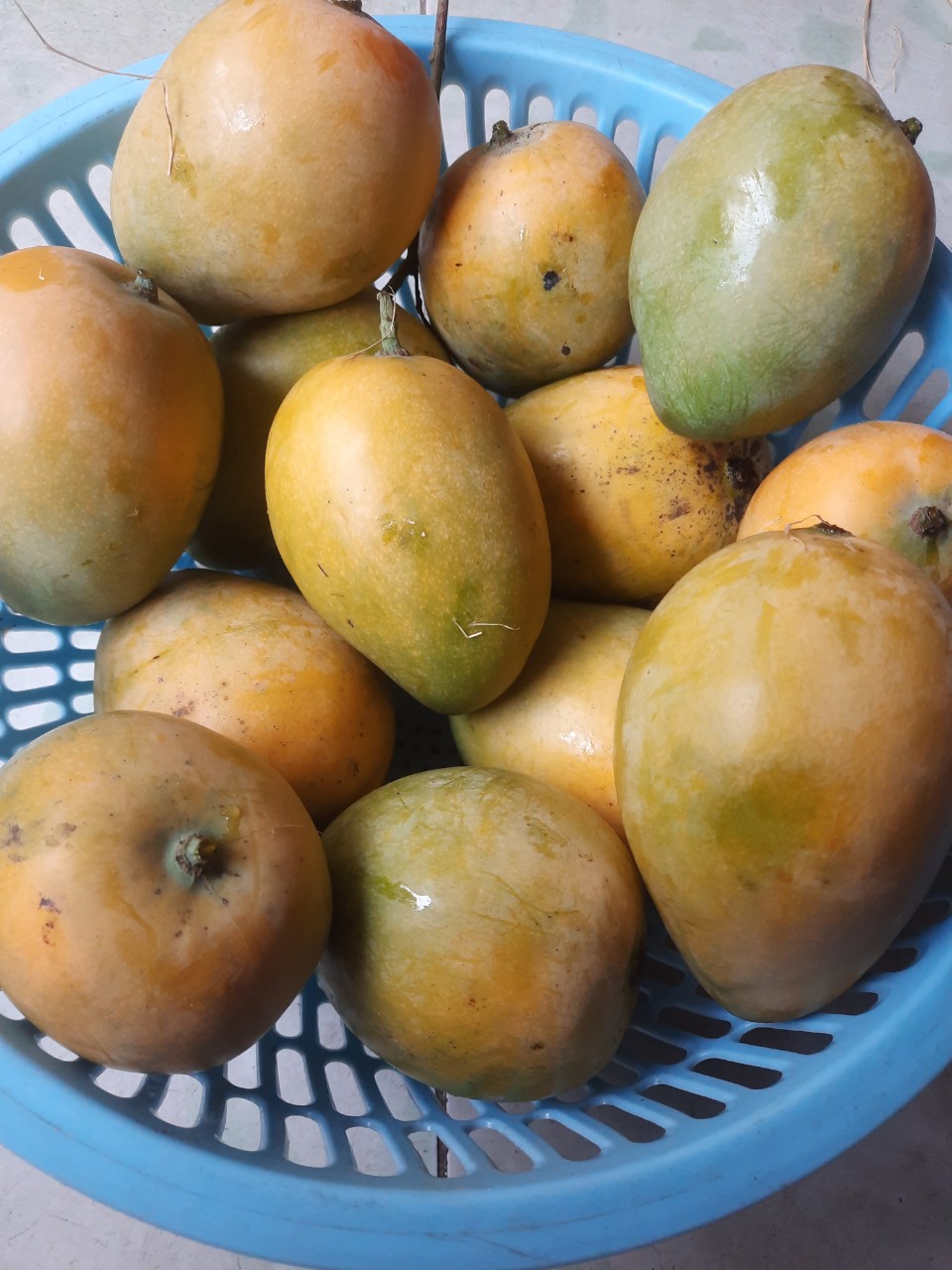 Xoài Mủ Chín Cây 2