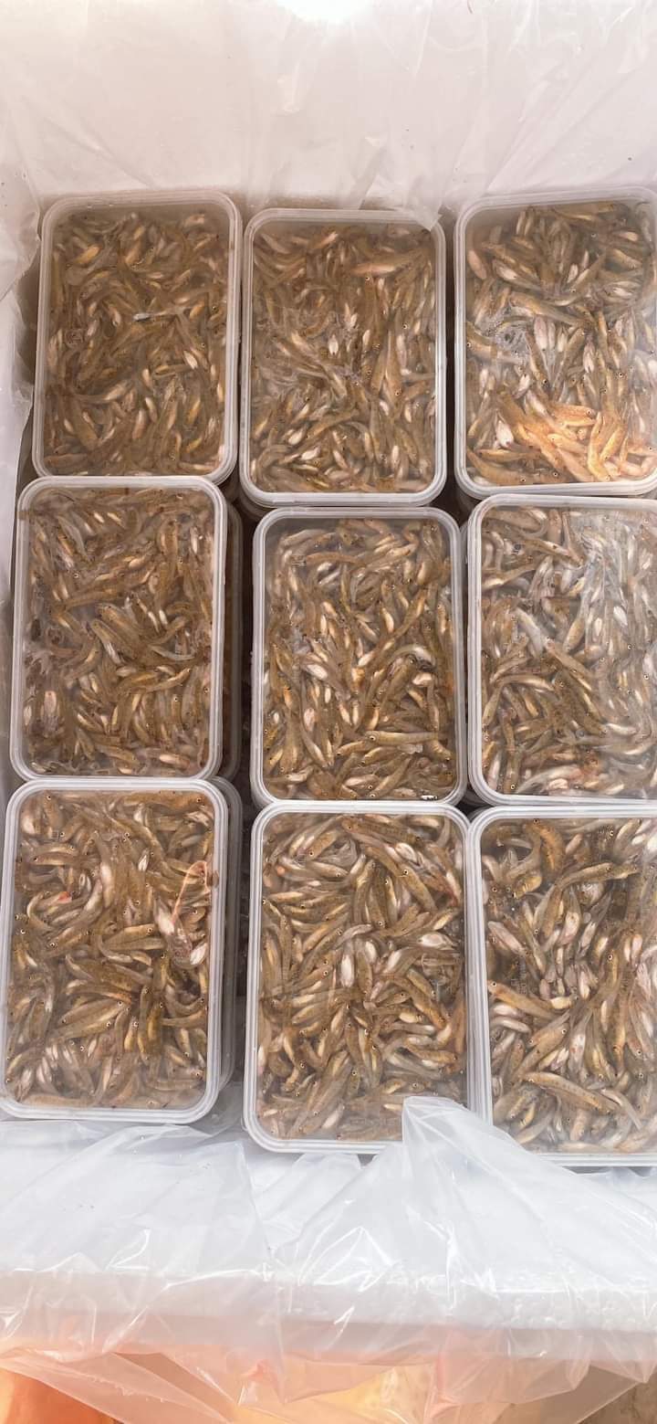 Cá Bống Sông Đà 2