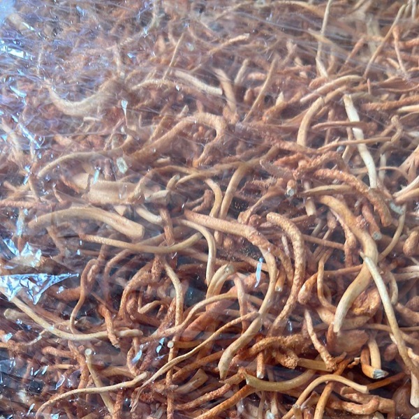 Đông Trùng Hạ Thảo (loại sấy và để tươi) 3