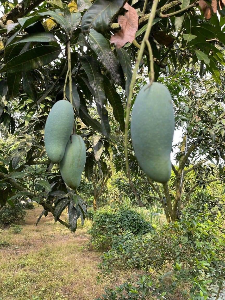 Xoài Thái Long Khánh 3