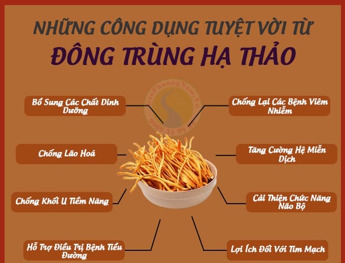 Đông Trùng Hạ Thảo (loại sấy và để tươi) 6